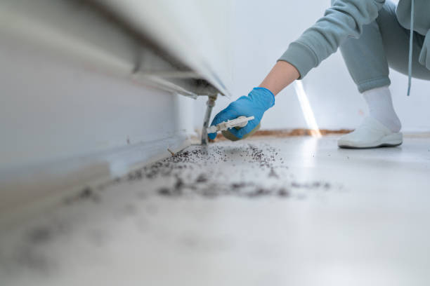 Best Ant Control Services  in North Wilkesboro, NC